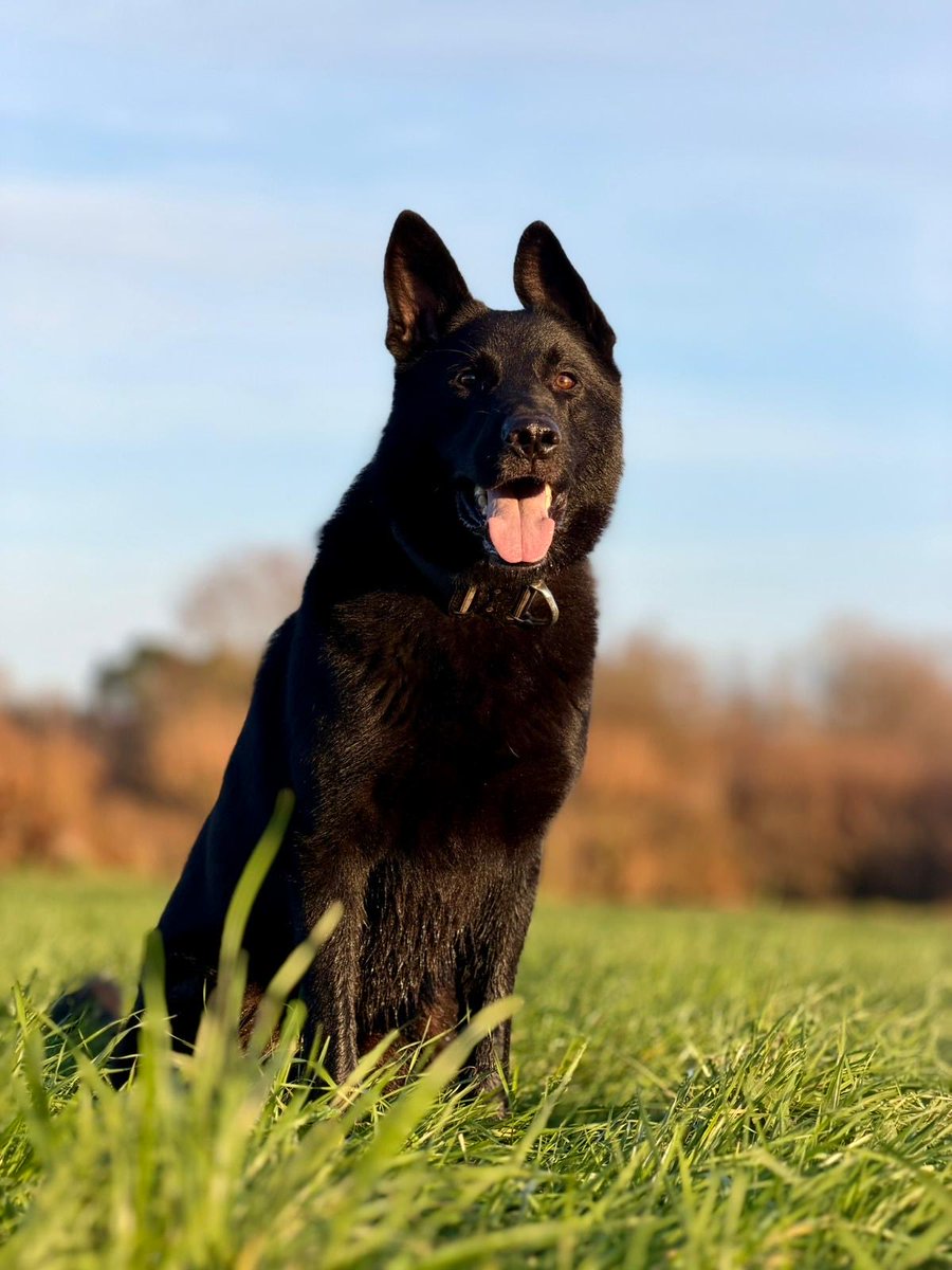 Devon Police Dogs tweet media