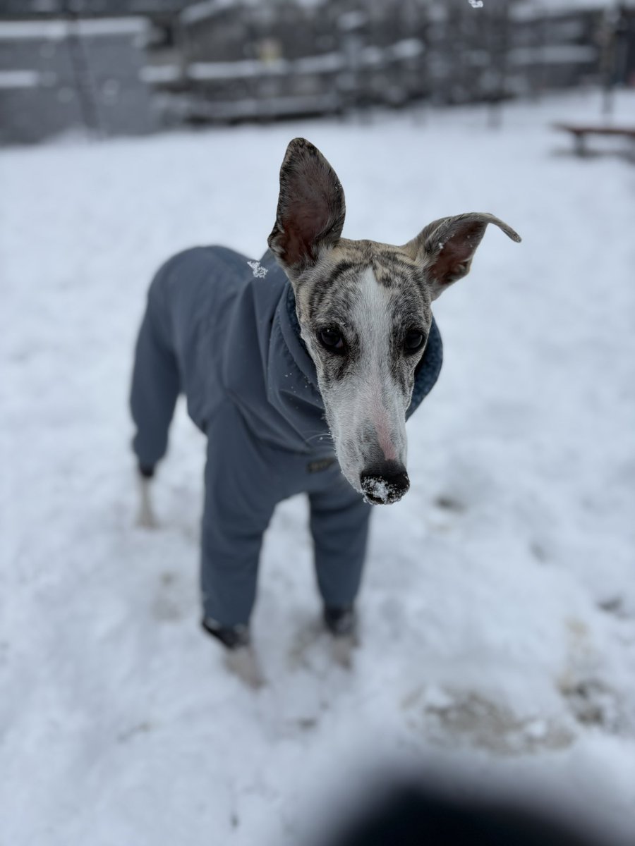 POLO39apple's tweet photo. 初雪遊び🐕
#ウィペット https://t.co/fNXudv8OJg