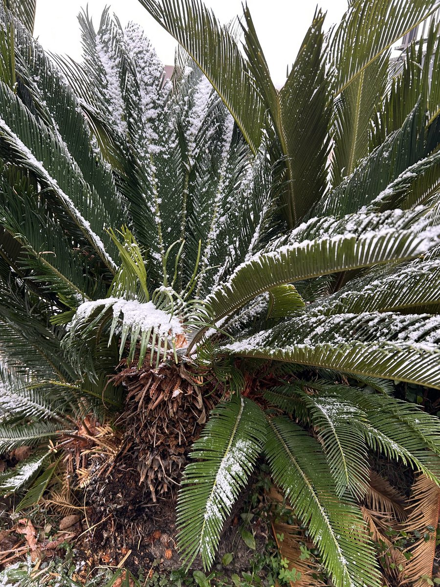 投票権忘れても、身分証無くても投票できるみたい。脚元お気をつけて🗳️news.yahoo.co.jp/articles/bed77…