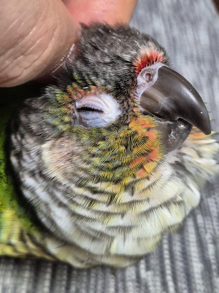 crowmet25823's tweet image. 간지러운곳 긁어주면 시원하죠?
지금 딱! 그 기분.