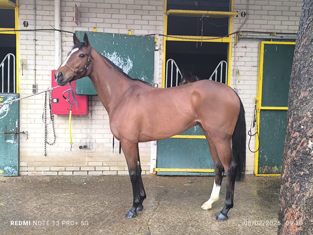 Francisco E. Bernal tweet media