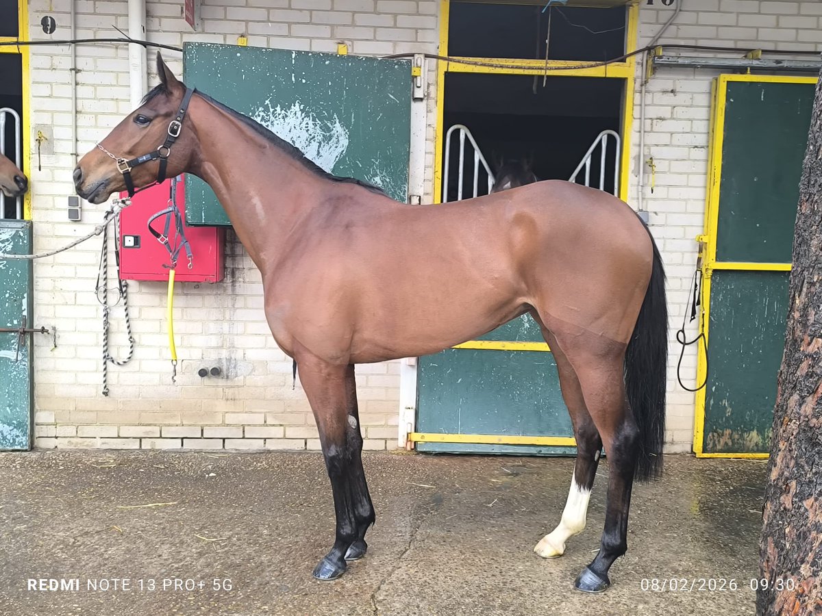 Francisco E. Bernal tweet media