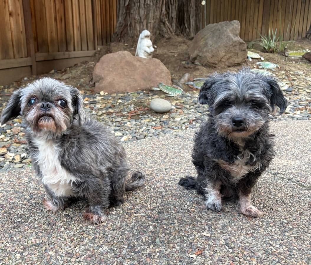 Rubiconski_Revolution ✨🍀🐶🍒💎🦊💫 tweet media