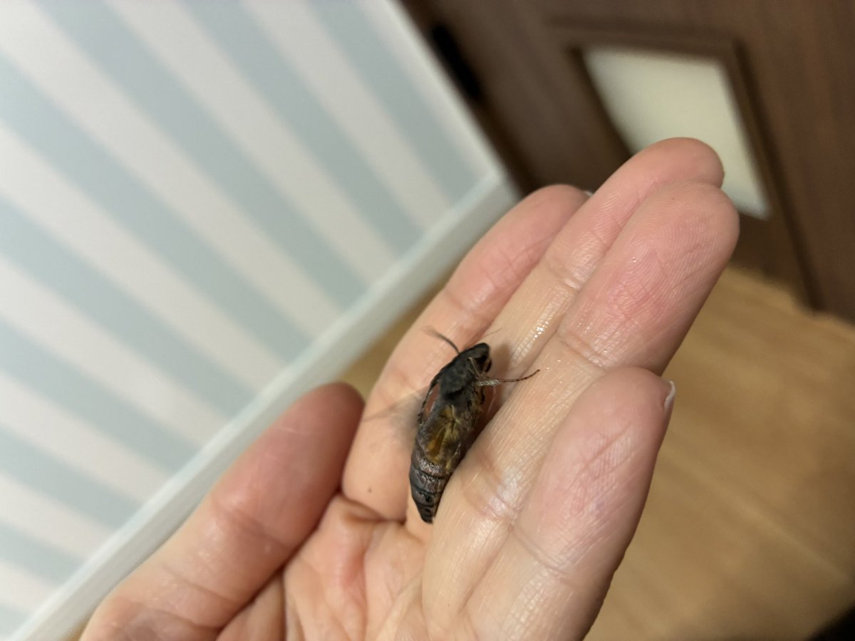 mu※時間が取れず活動休止 tweet media