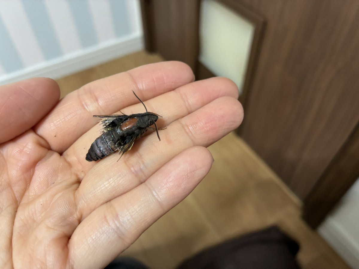 mu※時間が取れず活動休止 tweet media