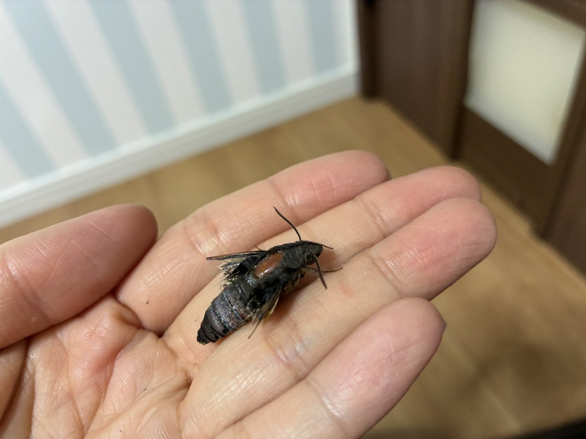 mu※時間が取れず活動休止 tweet media