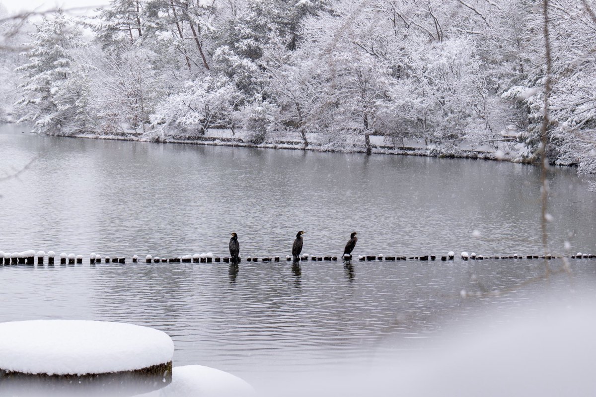 44taka's tweet photo. 宝ヶ池
#京都雪 #LUMIX https://t.co/AnzbcrFIDe