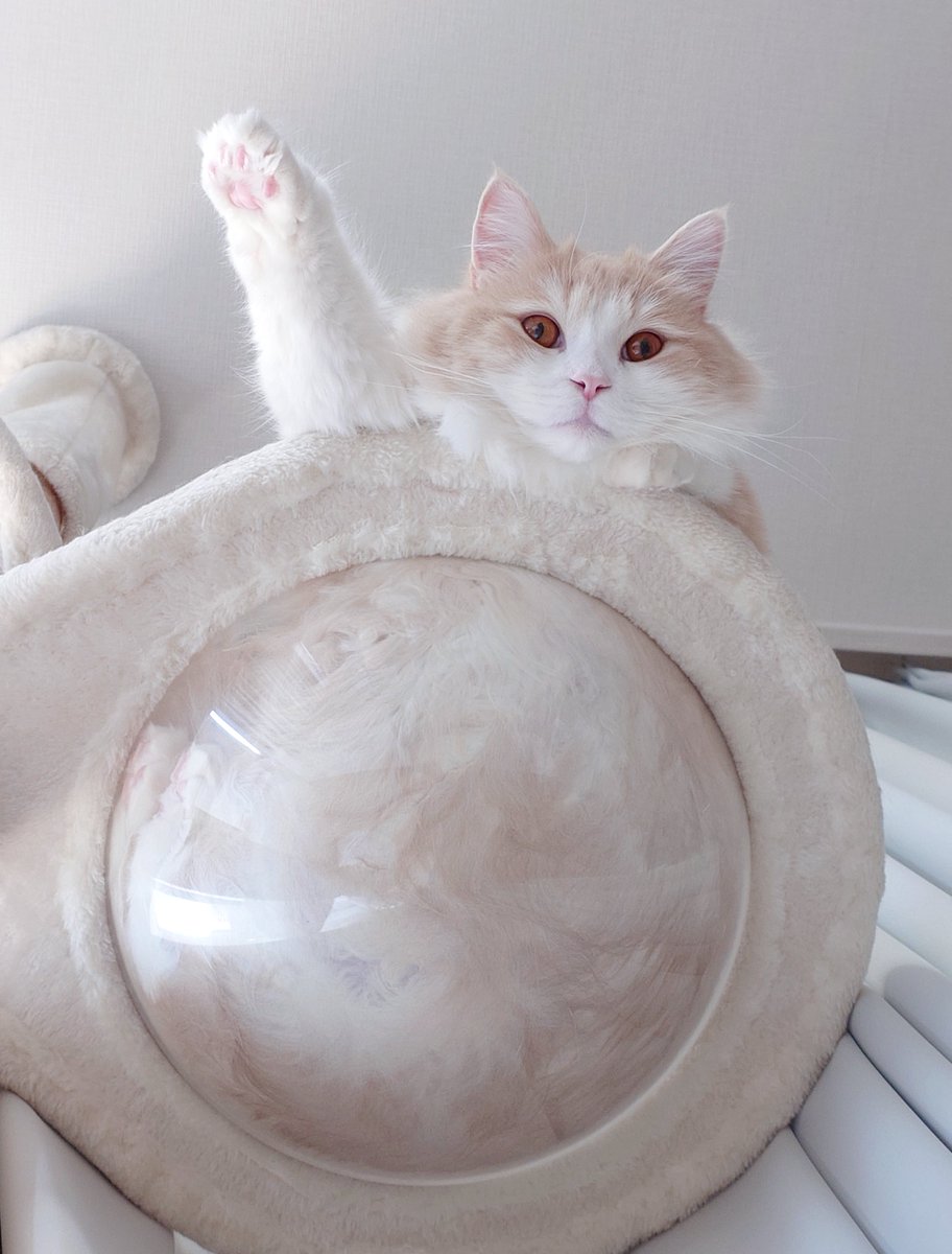 にゃあ (@marotrain) / Posts / X