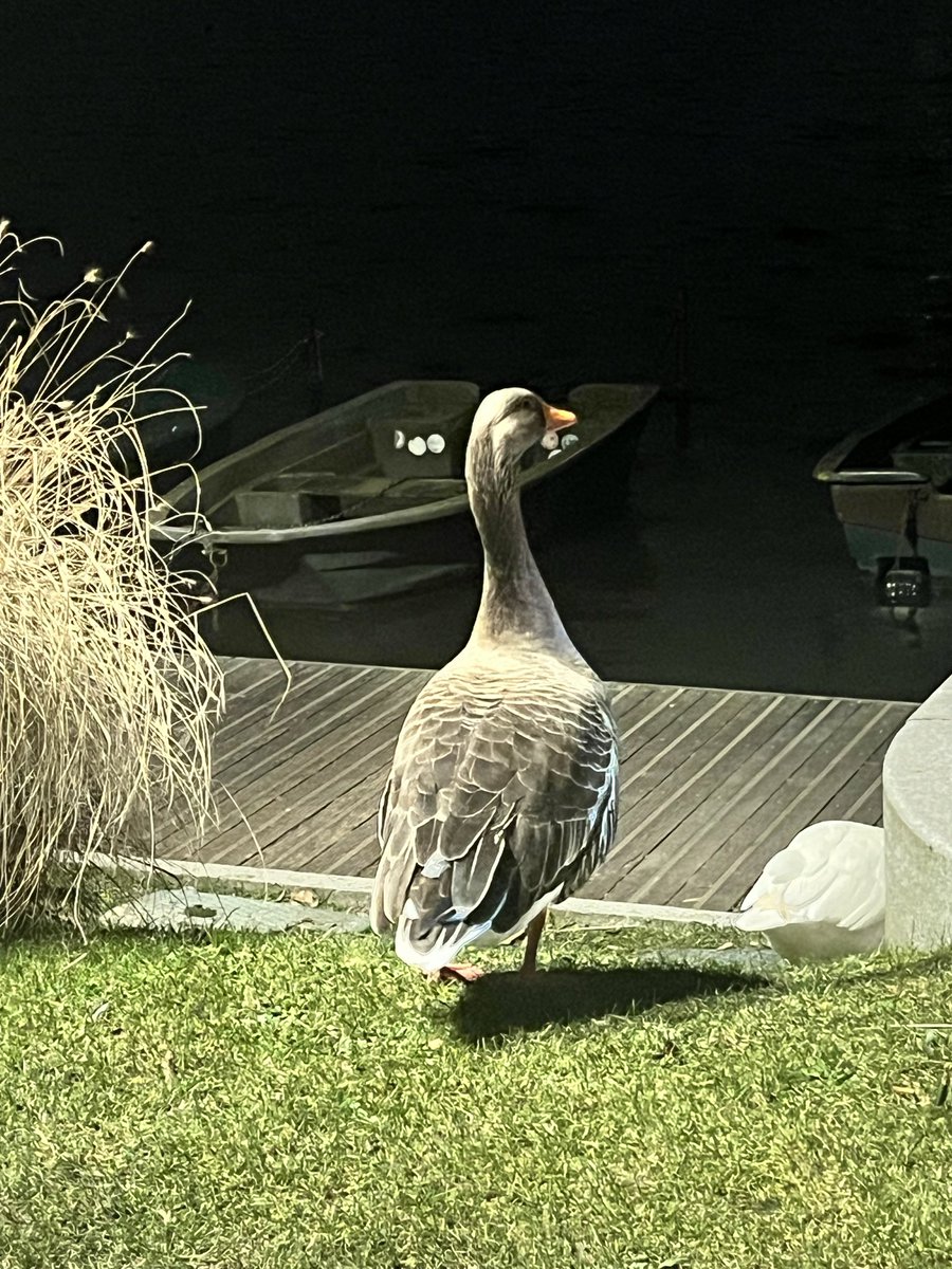 Sandrine Andro 📱💻🤹‍♀️☕️ tweet media