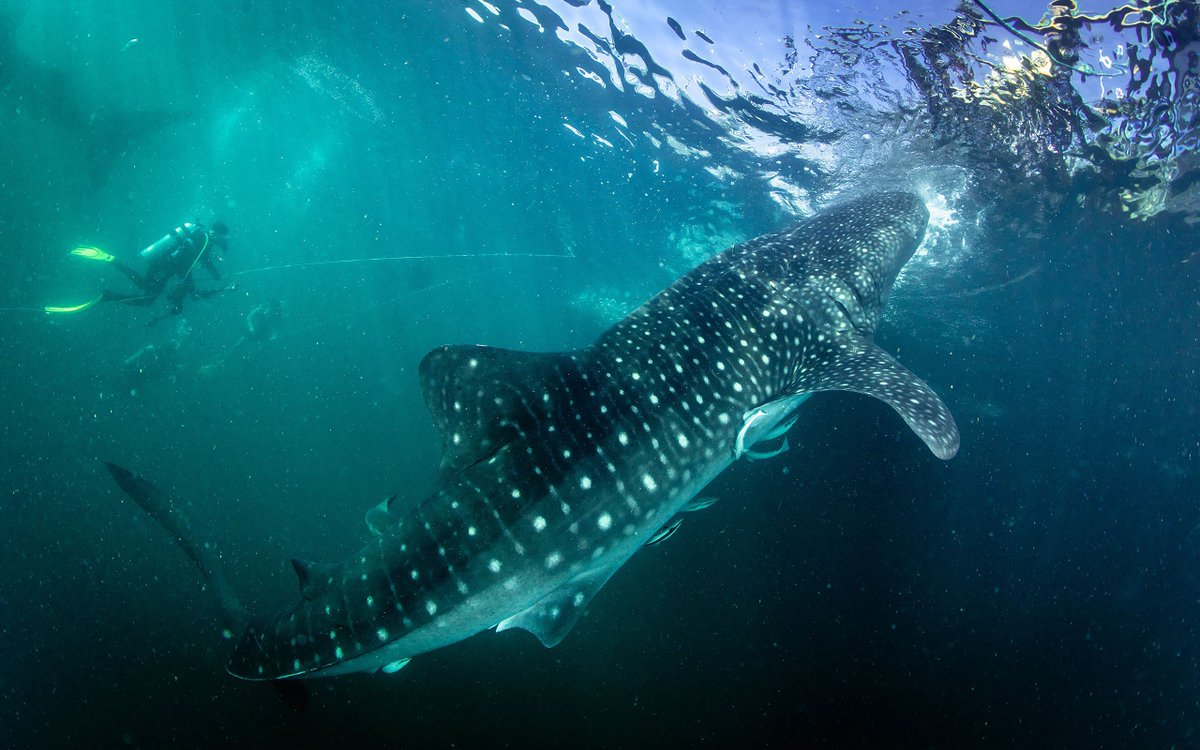 Coralbound tweet media