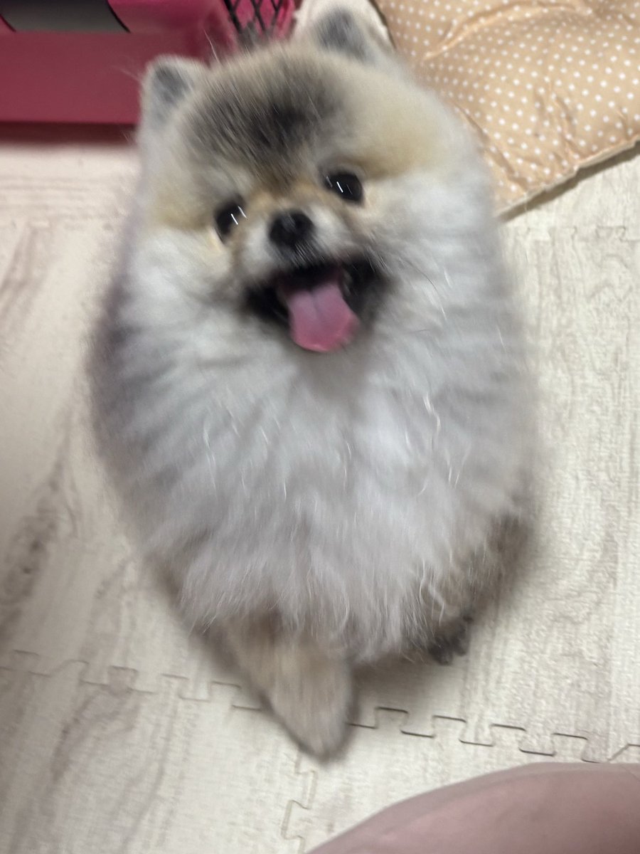 メイぷにゅ@ポメ (@maypunyu_pome) / Posts / X