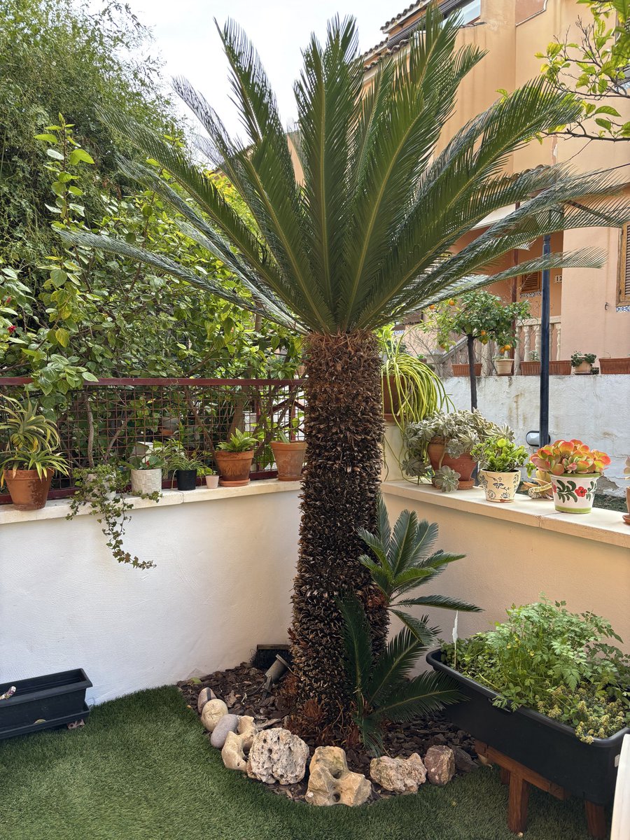 garciaretegui's tweet photo. En medio de la locura de tiempo, lluvia, frío, viento que estamos teniendo, las plantas y las flores siguen su curso, como siempre a su bola. https://t.co/we3WjPzjrb