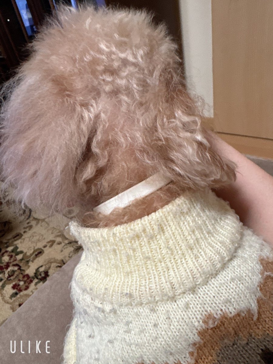 顎を触られるのが好きみたいです
やめると鼻でクイッとされます
可愛いです