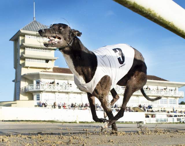 Greyhound TrackSide tweet media