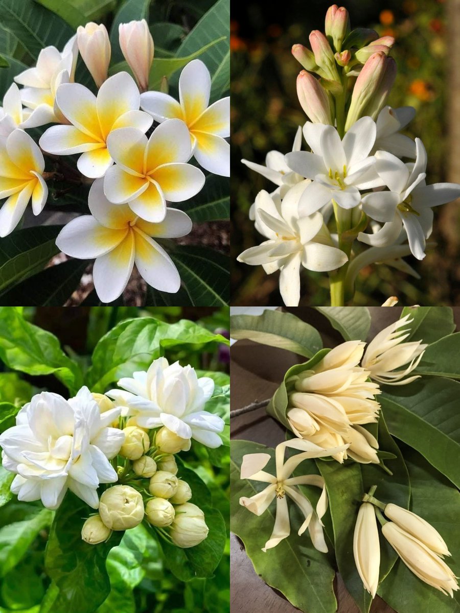 martabakismissu's tweet photo. Not gonna lie.. dulu aroma white floral bikin merinding, but now it feels calming and lowkey addicting 💐 https://t.co/S5HtFiuDbs