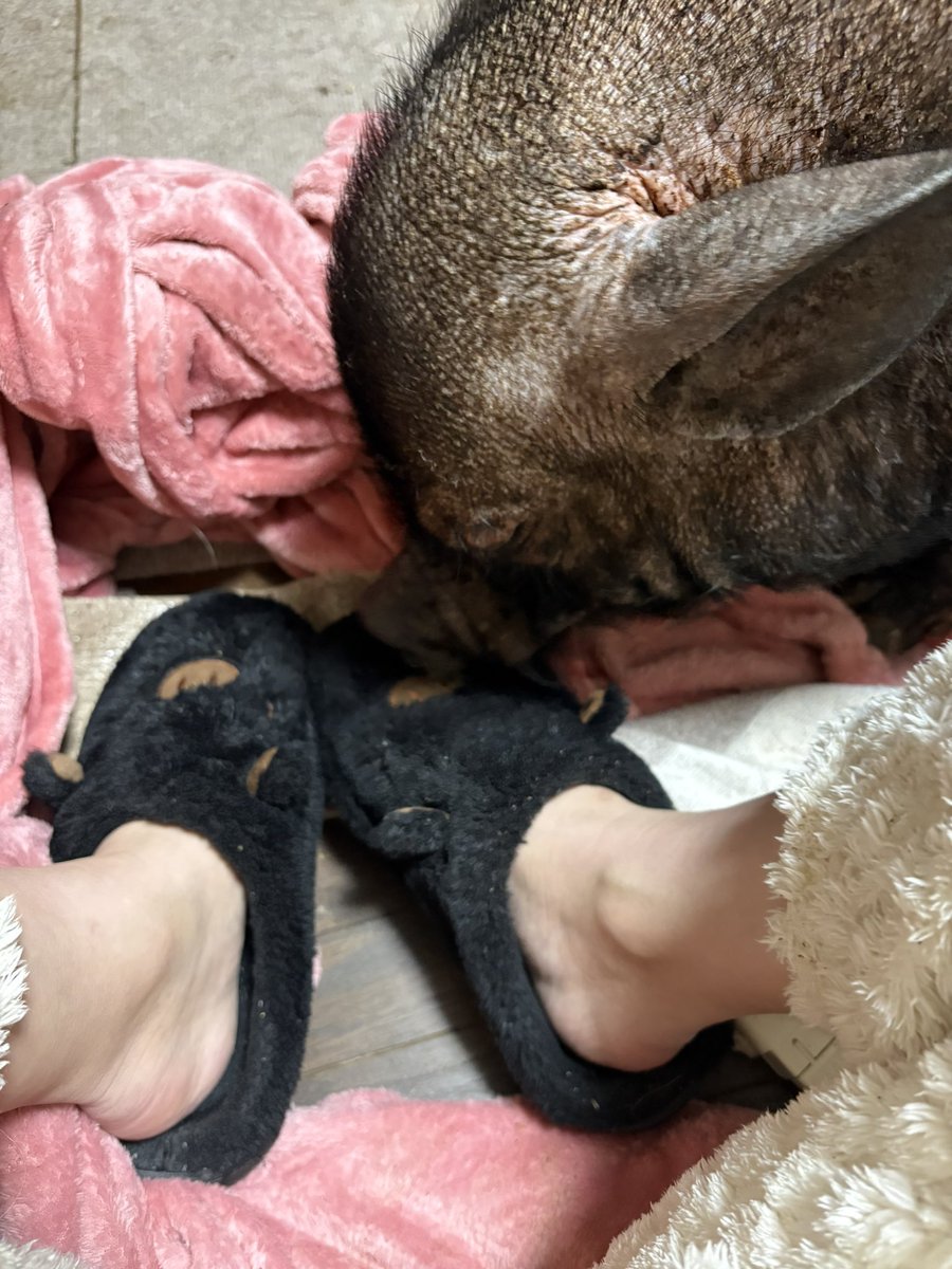 ワイの黒ブタルームシューズが気になるみたい🐽