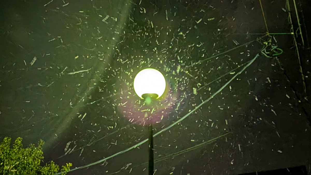 雪だ(空は晴れてる)！