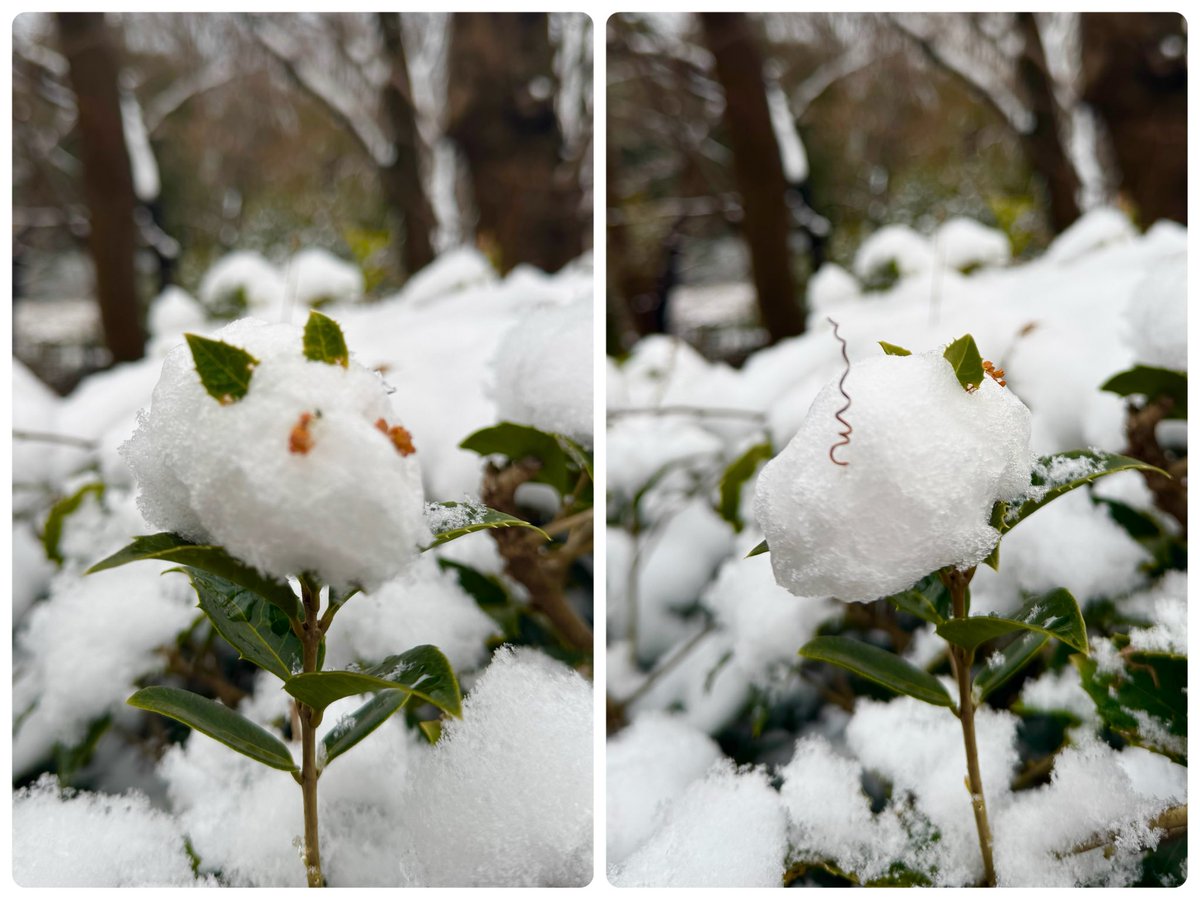 st47862291's tweet photo. 雪うさぎならぬ雪ネズミ🐭
しっぽがいいかんじꔛ(枯れた蔦)

みんな投票🗳️行った❓
開票が楽しみだねꔛ https://t.co/YlerppvcNG