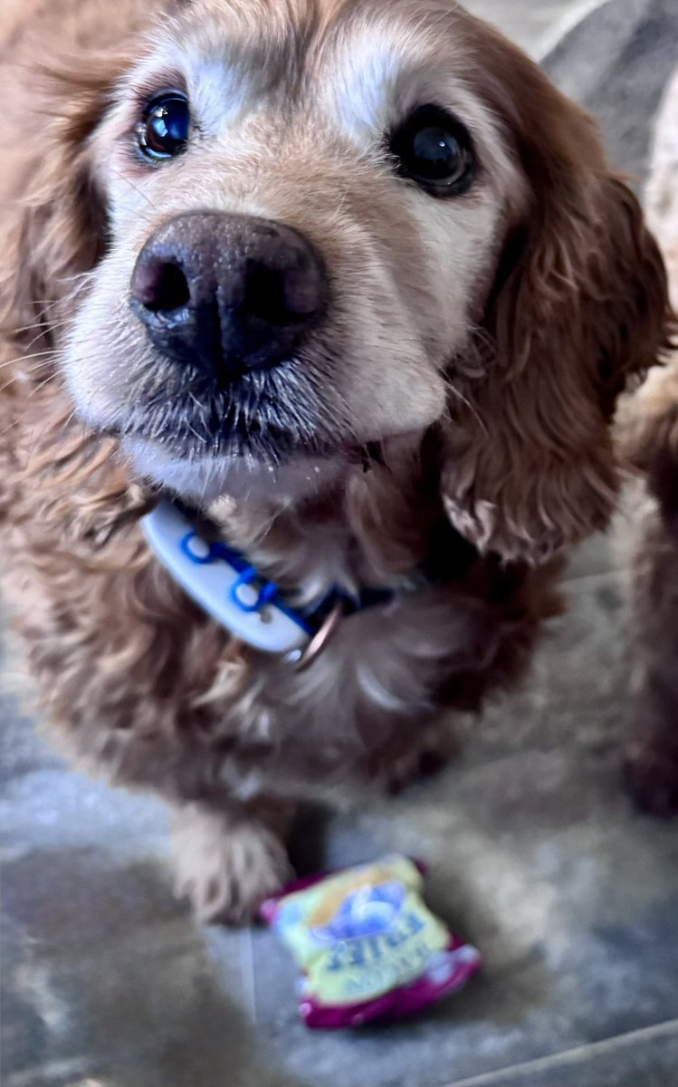 Super Spaniels tweet media