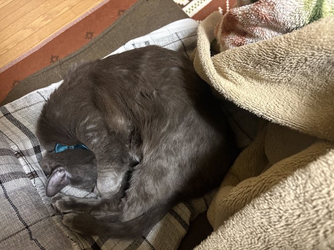 猫ボロスの輪、つまりドーナツだ 