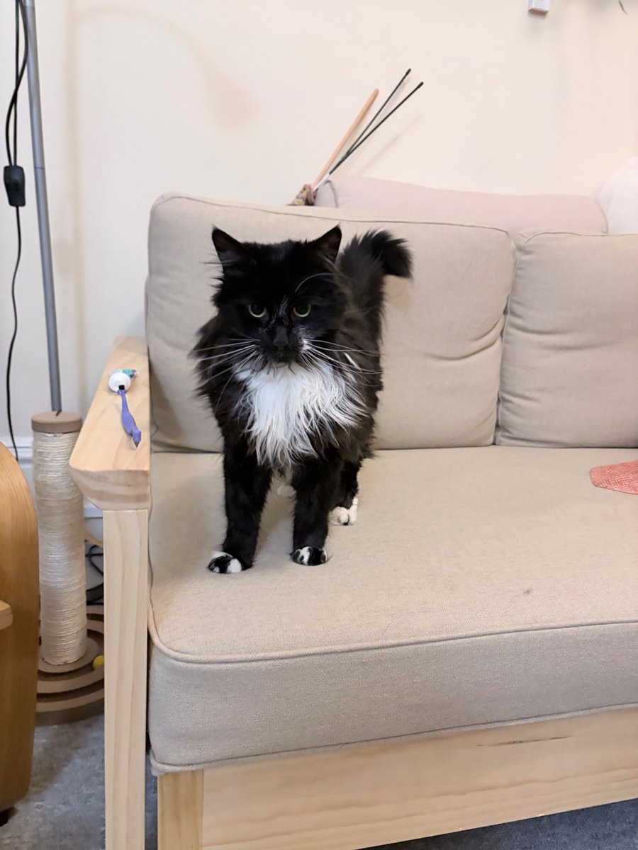 引っ越したらもう1匹猫がほしいなと思ってるけど、うちの猫さんが