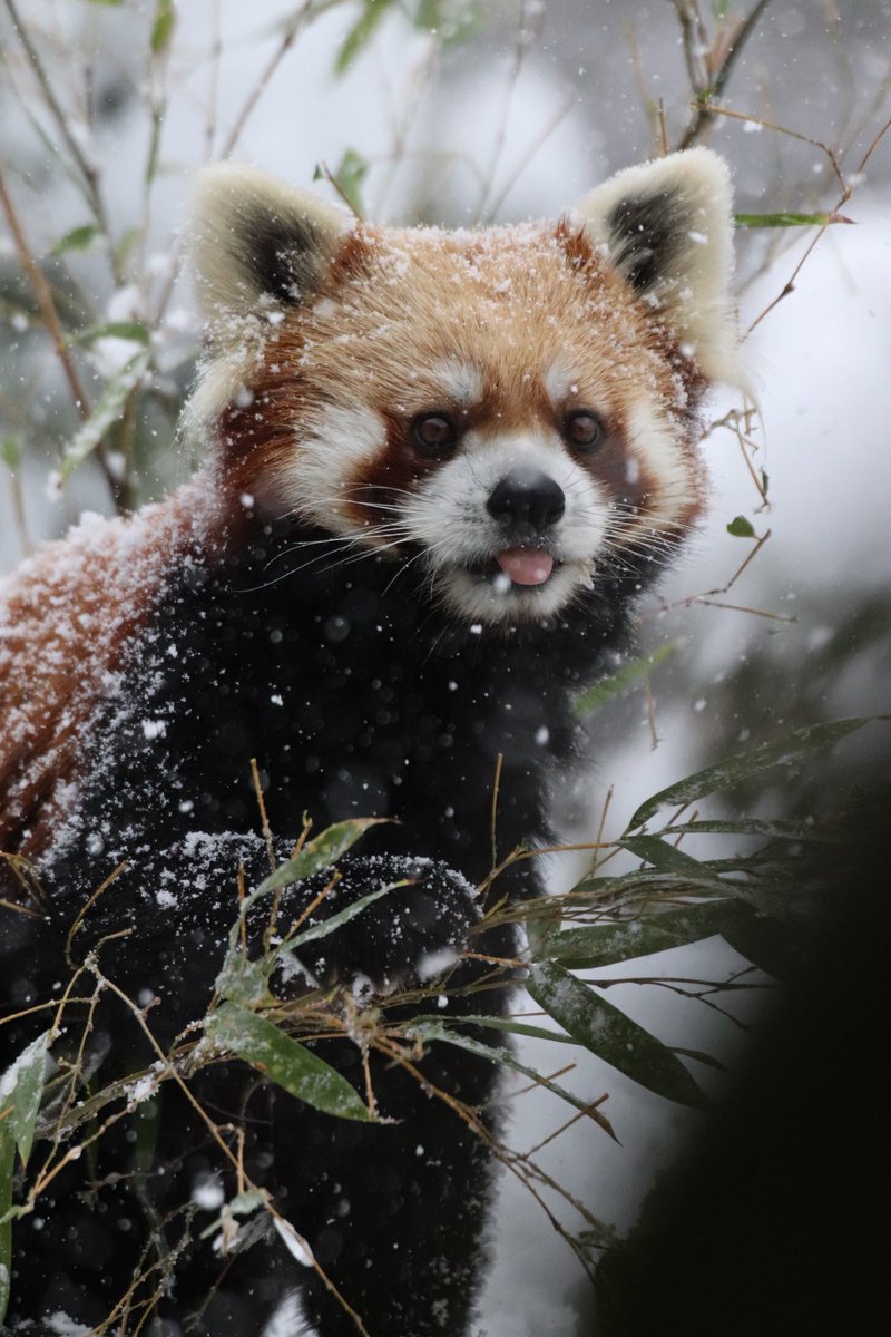 シール配りjoy93 (@joy93_redpanda) / Posts / X