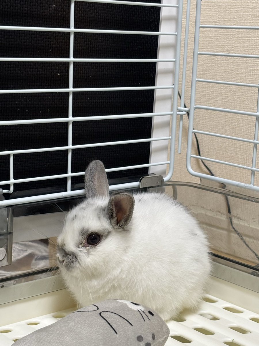 Mone_no_ane's tweet photo. 先代モネ🐰のお骨を撫でつつ、やっぱり寂しいねと家族で相談し、新しい妹🐰をお迎えしました❤️縁(えにし)から取った「エニ」ちゃんです🐰明日でちょうど2ヶ月。お迎えして1週間ですが好奇心旺盛で我が物顔でお散歩してます🥰エニちゃん元気で長生きしてね。モネお月さまから見守っててね💖 https://t.co/o1Yk04MPr8