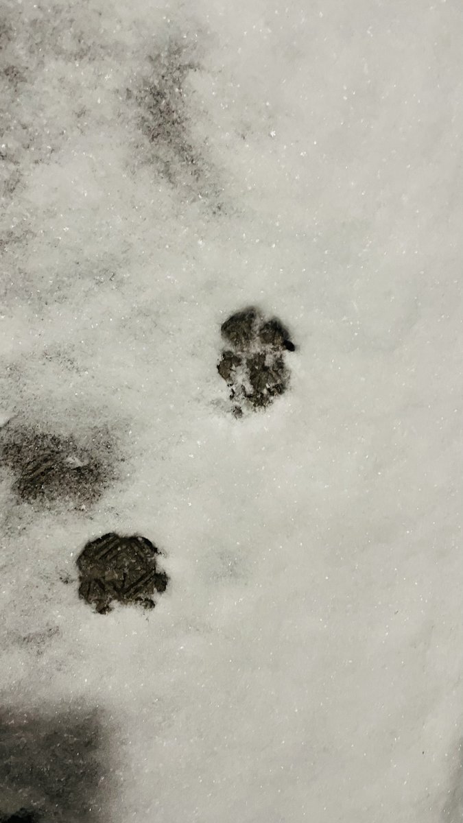 いっぬのあし🐾