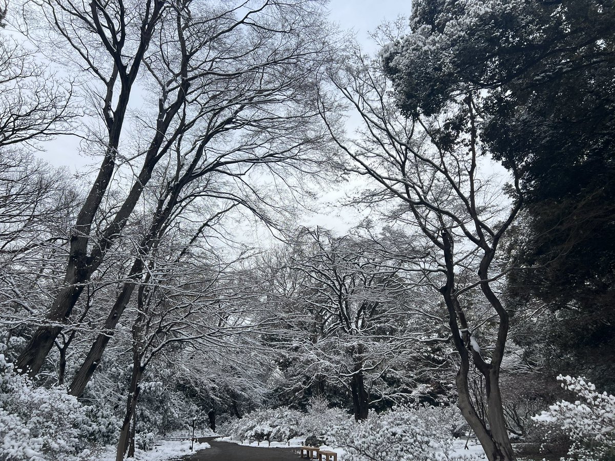 BunkyoMm's tweet photo. 雪の六義園 https://t.co/5TOauk0MXK