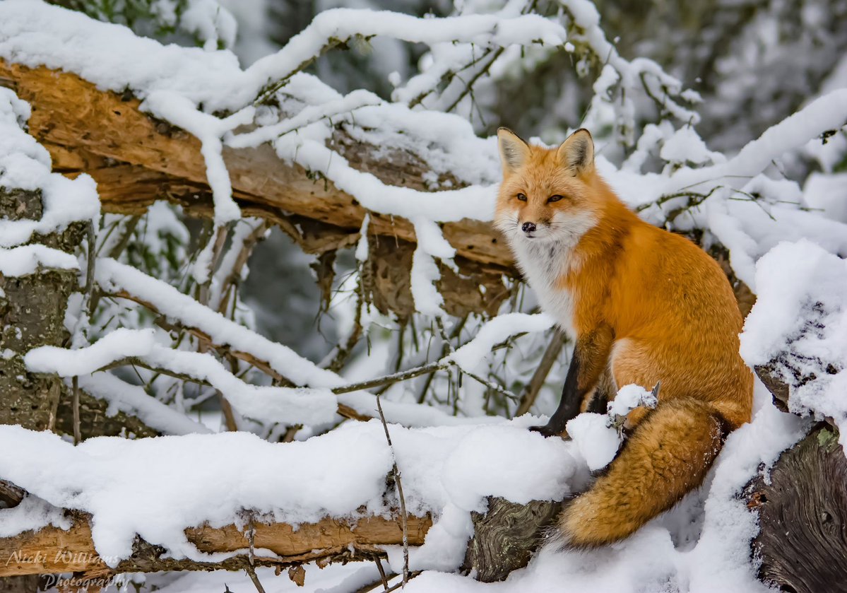 Foxy Sunday!
(Photo via Jake Woolley blog)