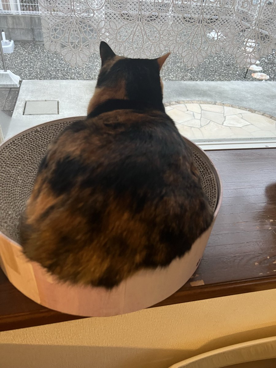 三毛猫はなこ (@hanako20180721) / Posts / X