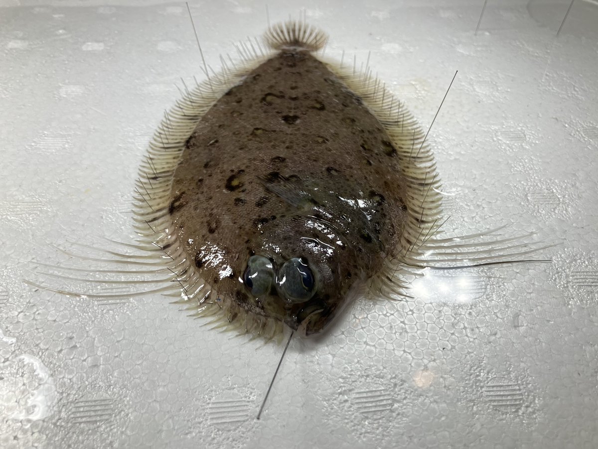 やっぱり面白い異体類だった、想像よりも伸長した鰭条に張りがあって癖が強い。武闘派なのかな…