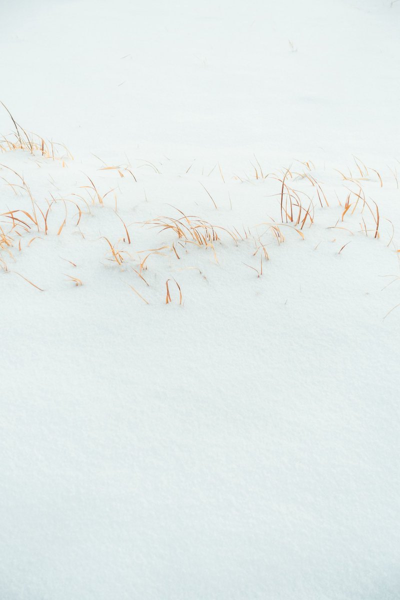 mojo_es140's tweet photo. めずらしく雪が積もった https://t.co/ct03IUh4xT