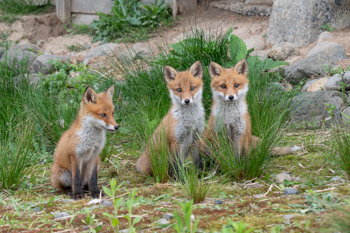 こーちゃ tweet media