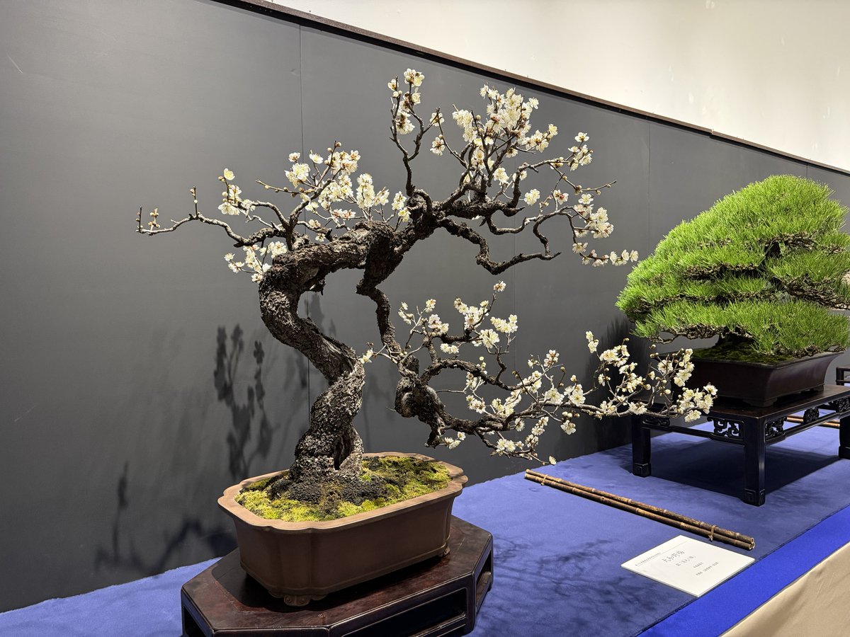 東京都美術館の国風盆栽展、日本最大の盆栽展だけあって日本だけでなく