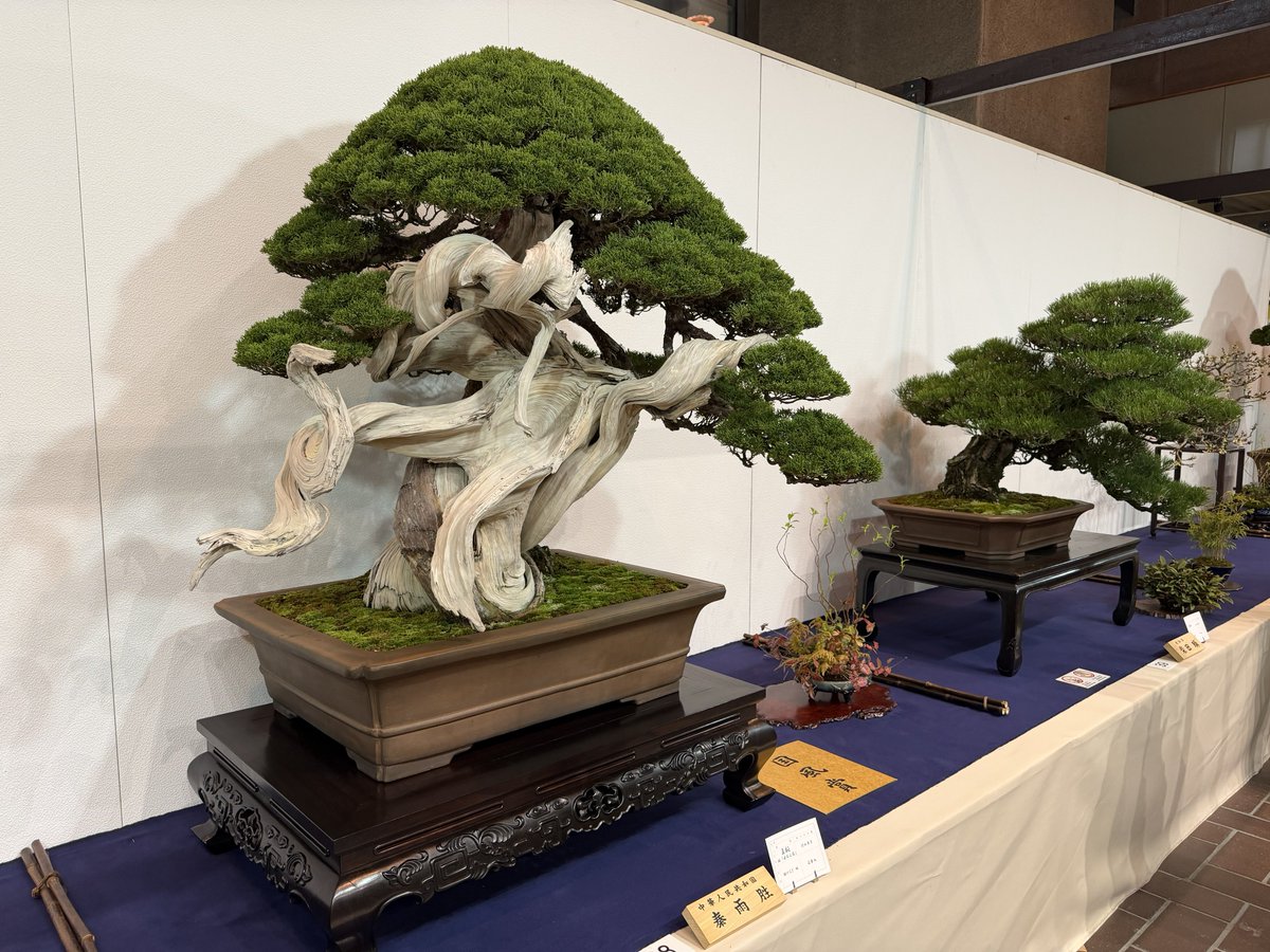 東京都美術館の国風盆栽展、日本最大の盆栽展だけあって日本だけでなく