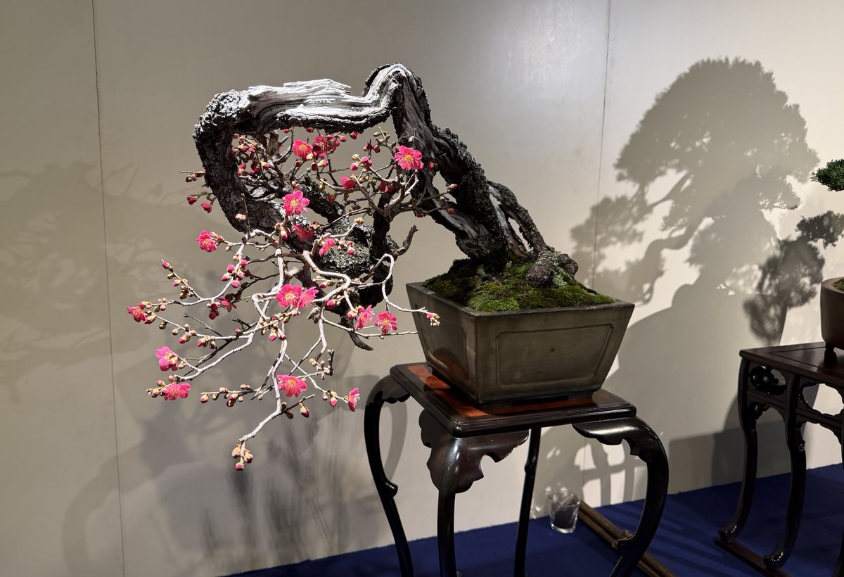 東京都美術館の国風盆栽展、日本最大の盆栽展だけあって日本だけでなく