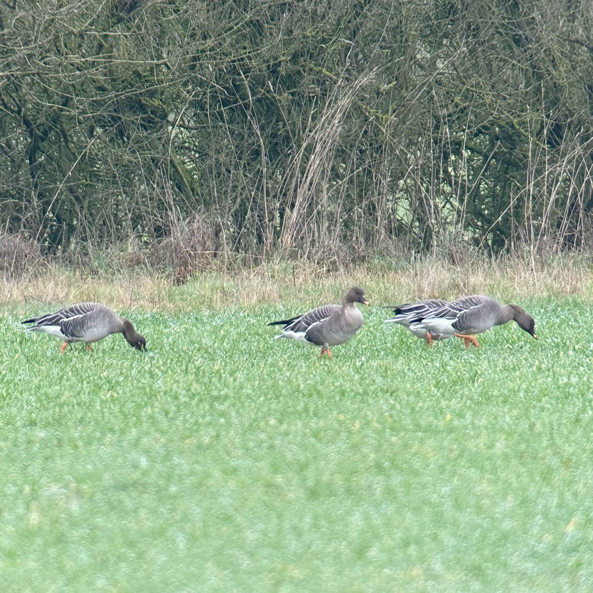 c4hub's tweet photo. Stanford Reservoir - much better views of the geese flock from first light. 4 Tundra Bean Geese, 3 Pink-feet &amp; 40 White-fronts all in the same field. Incredible to have these on the patch at the same time. @rg_stanford https://t.co/2KN6Z6bjsh