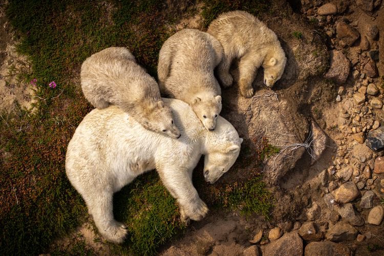domdyer70's tweet image. A quietly haunting photograph of a polar bear mother and her three cubs resting along the Hudson Bay coast in Canada has been shortlisted for the Wildlife Photographer of the Year Nuveen People’s Choice Award 2026.