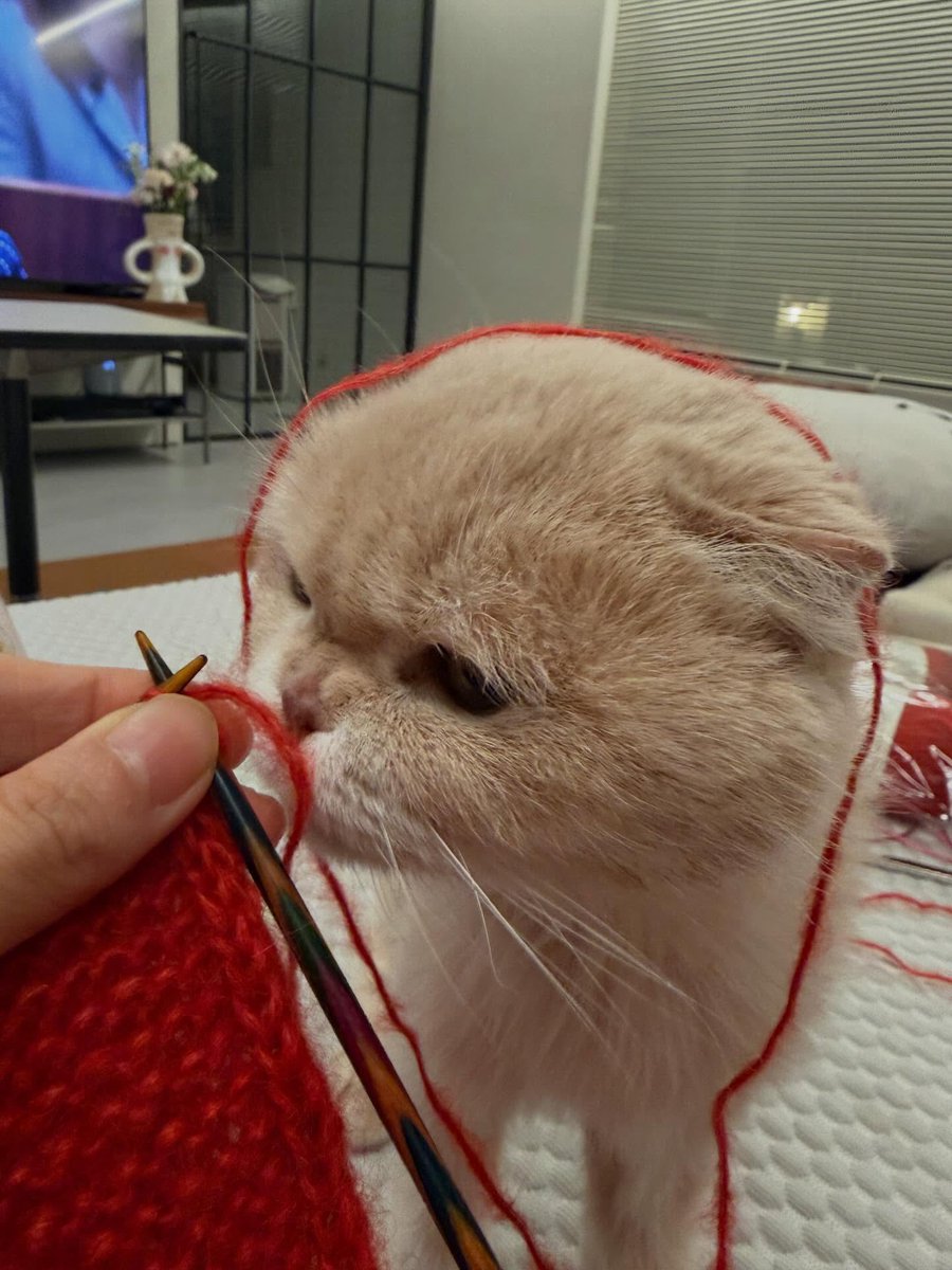 껌딱지 귀요미🐾