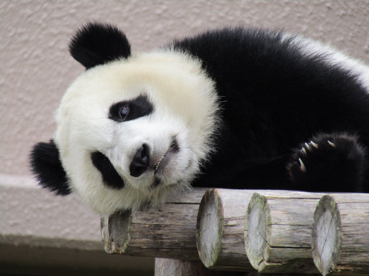 ちーじー🐼🌼 (@mutasokj) / Posts / X