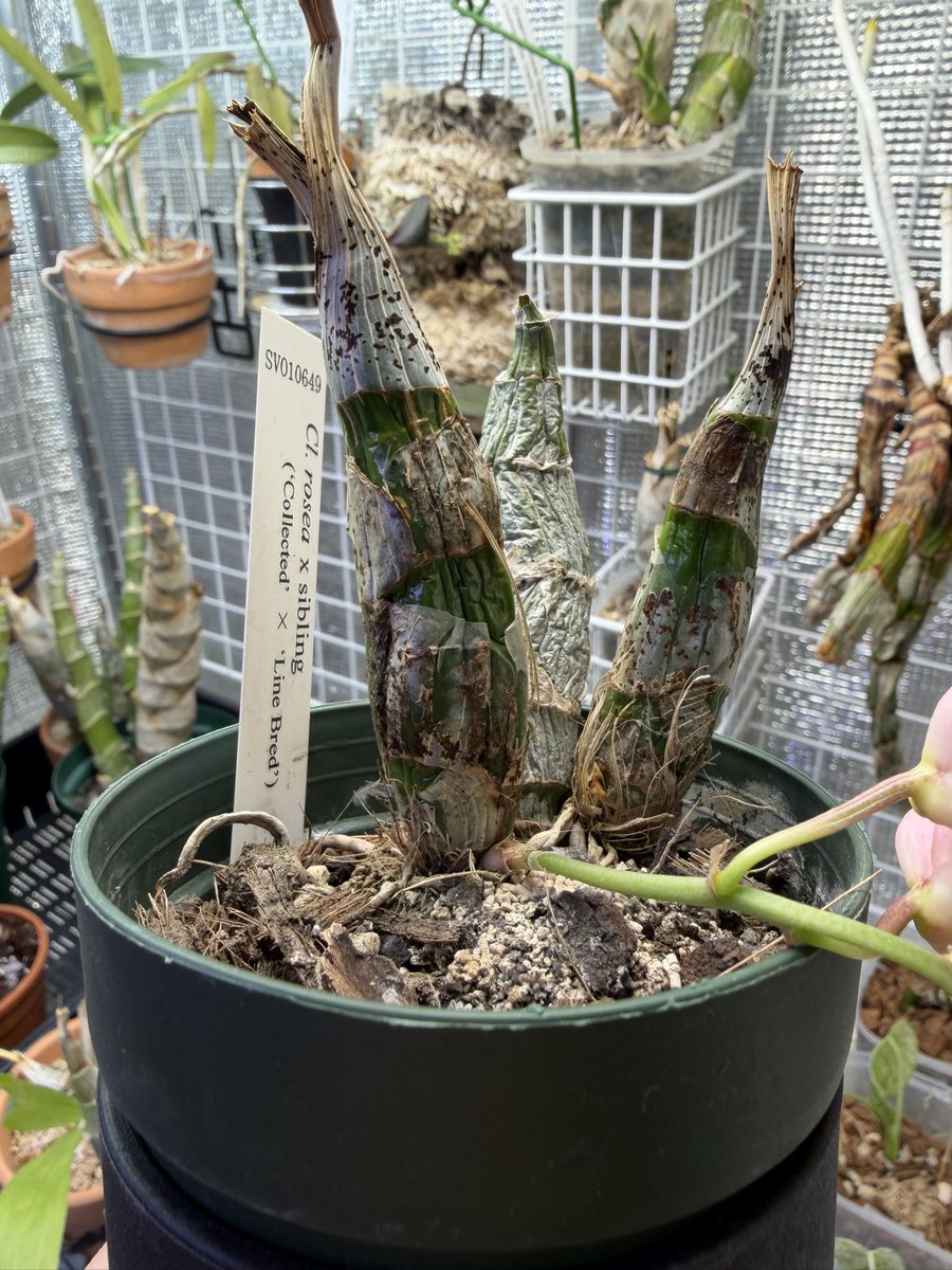 IMGP5407.JPG 訳あり 実生 タケノコ蘭 Cyclodes Jumbo Freedom