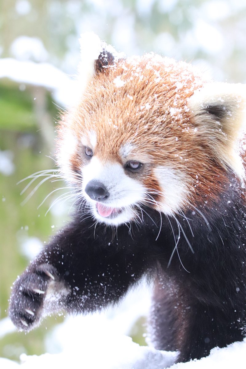君、可愛すぎよ #レッサーパンダ #いしかわ動物園 #かえで 各地で雪