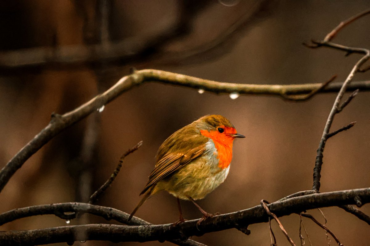 dinobreezy's tweet photo. Goodmorning everyone ☕️ Have a lovely Sunday with these European Robins (Erithacus Rubecula) in Dutch 🇳🇱 Roodborstje
#GoodMorningX #SundayMotivation #SundayFunday #SundaySharing
#europeanrobin #erithacusrubecula #roodborstje #birds #Geestmerambacht #photography https://t.co/DSq9LGpl9C