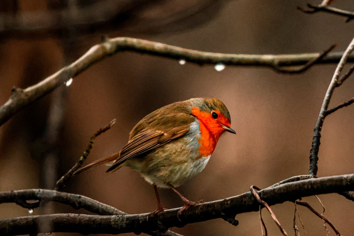dinobreezy's tweet photo. Goodmorning everyone ☕️ Have a lovely Sunday with these European Robins (Erithacus Rubecula) in Dutch 🇳🇱 Roodborstje
#GoodMorningX #SundayMotivation #SundayFunday #SundaySharing
#europeanrobin #erithacusrubecula #roodborstje #birds #Geestmerambacht #photography https://t.co/DSq9LGpl9C