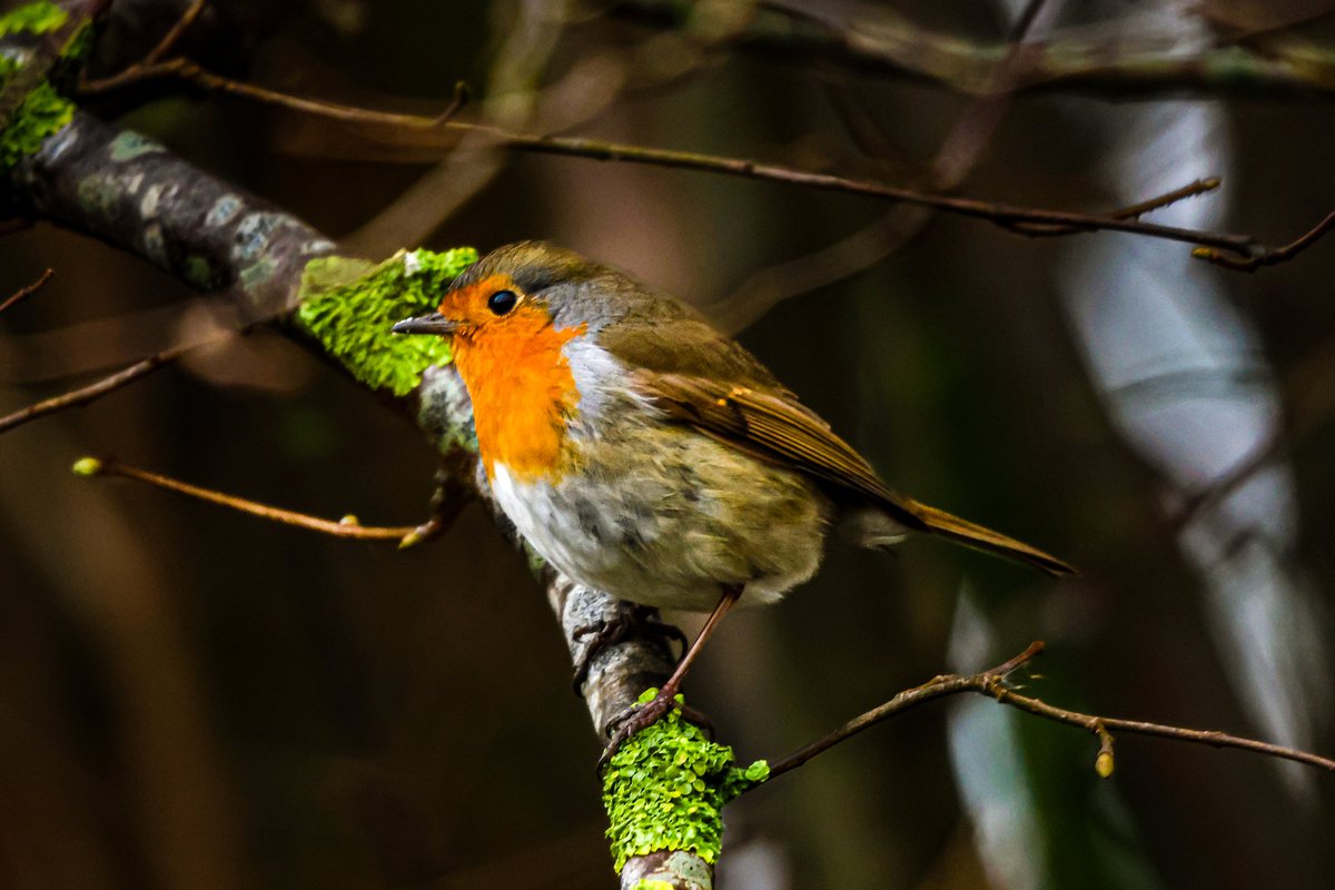 dinobreezy's tweet photo. Goodmorning everyone ☕️ Have a lovely Sunday with these European Robins (Erithacus Rubecula) in Dutch 🇳🇱 Roodborstje
#GoodMorningX #SundayMotivation #SundayFunday #SundaySharing
#europeanrobin #erithacusrubecula #roodborstje #birds #Geestmerambacht #photography https://t.co/DSq9LGpl9C