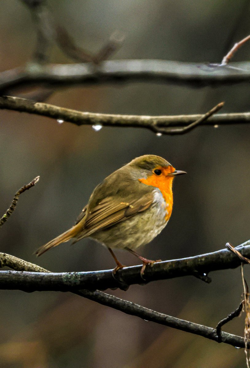 dinobreezy's tweet photo. Goodmorning everyone ☕️ Have a lovely Sunday with these European Robins (Erithacus Rubecula) in Dutch 🇳🇱 Roodborstje
#GoodMorningX #SundayMotivation #SundayFunday #SundaySharing
#europeanrobin #erithacusrubecula #roodborstje #birds #Geestmerambacht #photography https://t.co/DSq9LGpl9C