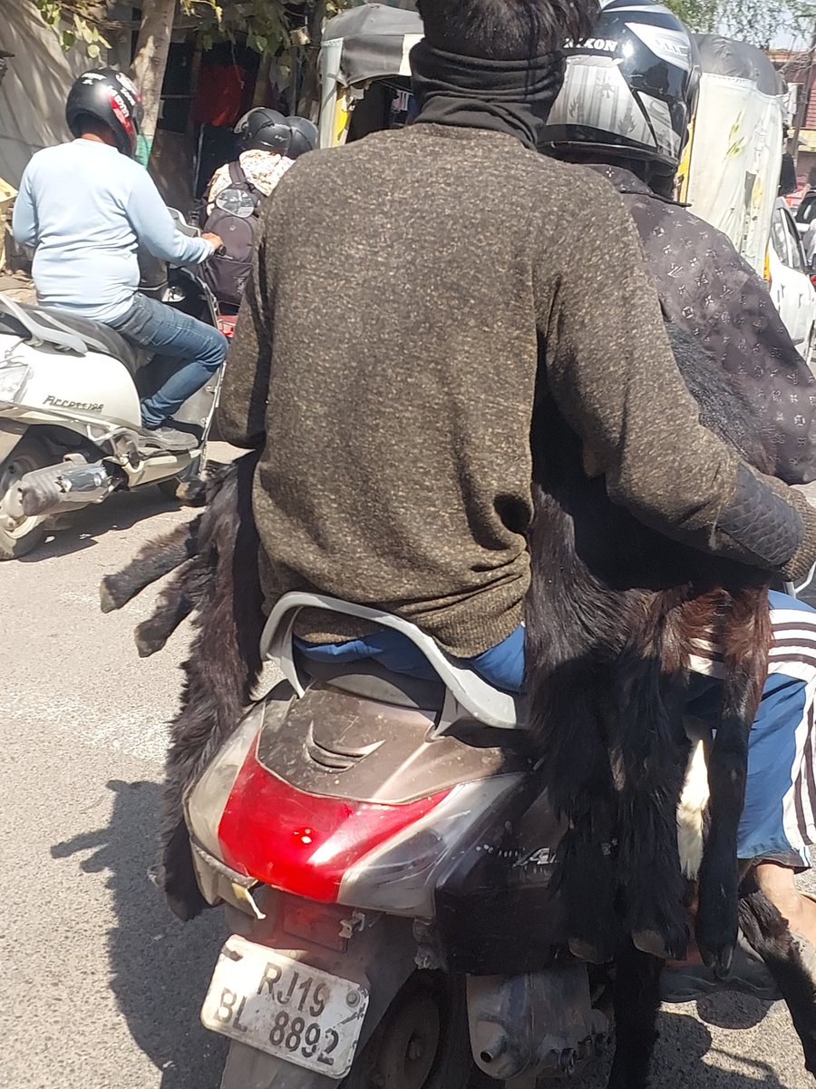 Toronto_Freaked's tweet photo. @CP_Jodhpur @zeerajasthan_ @DainikBhaskar @PetaIndia @pfaindia cruelty against goats , five dragged on bike , illegal , torture, extreme pain. transportation on bike . When confronted threatened . In jodhpur today at around 1 pm 8th Feb 2026 at sojati gate area https://t.co/SSwqq5Sy7M
