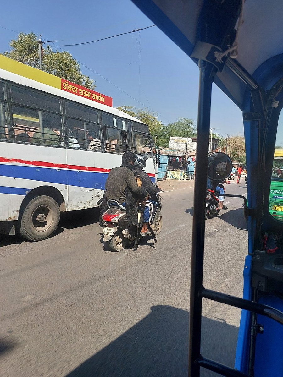 Toronto_Freaked's tweet photo. @CP_Jodhpur @zeerajasthan_ @DainikBhaskar @PetaIndia @pfaindia cruelty against goats , five dragged on bike , illegal , torture, extreme pain. transportation on bike . When confronted threatened . In jodhpur today at around 1 pm 8th Feb 2026 at sojati gate area https://t.co/SSwqq5Sy7M