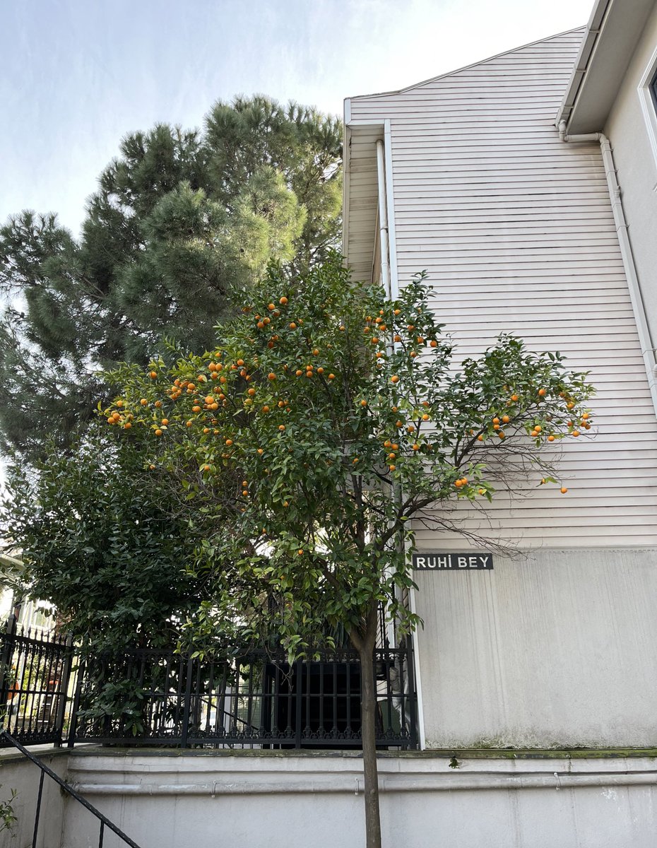 ben ruhi bey nasılım